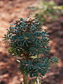 Abies concolor Anny IMG_4964 (VALENTA) Jodła jednobarwna